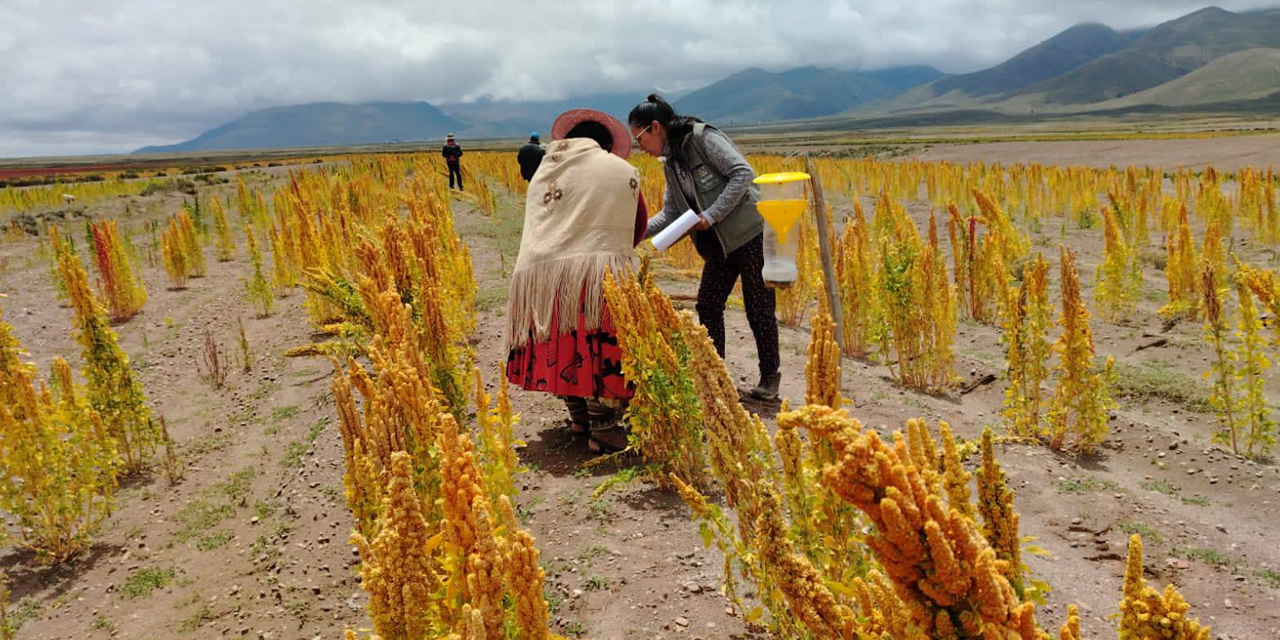 Cultivo de quinua de la variedad Kellu en la comunidad de Villa Verde y Condo del municipio de Santiago de Huari, Oruro. Foto: Procamqui