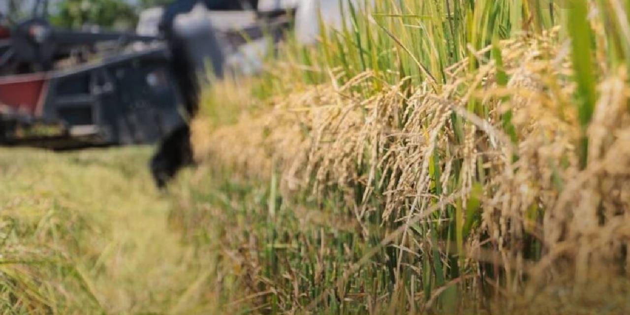 Cosecha de arroz. Foto: Archivo