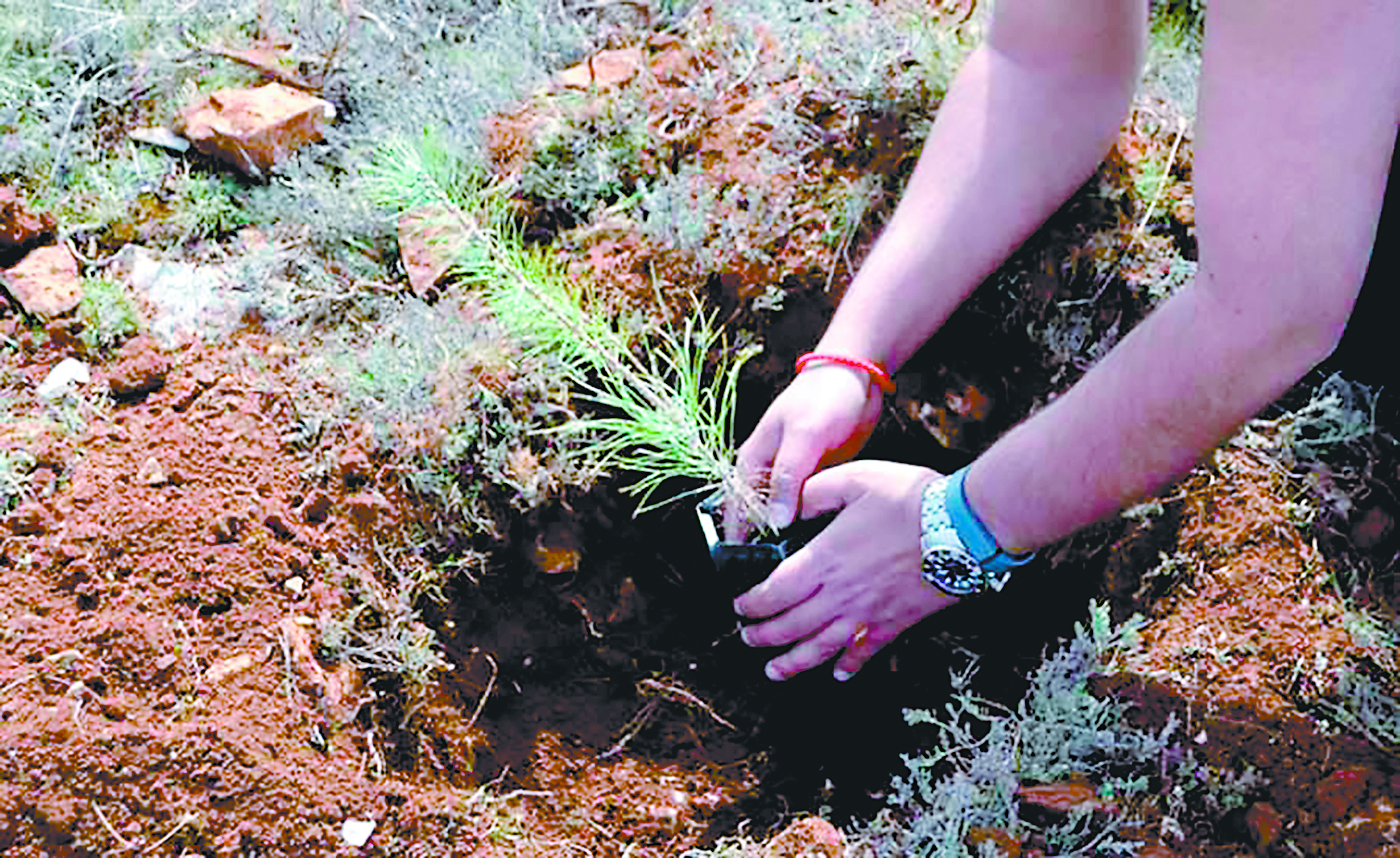 Plan de reforestación.