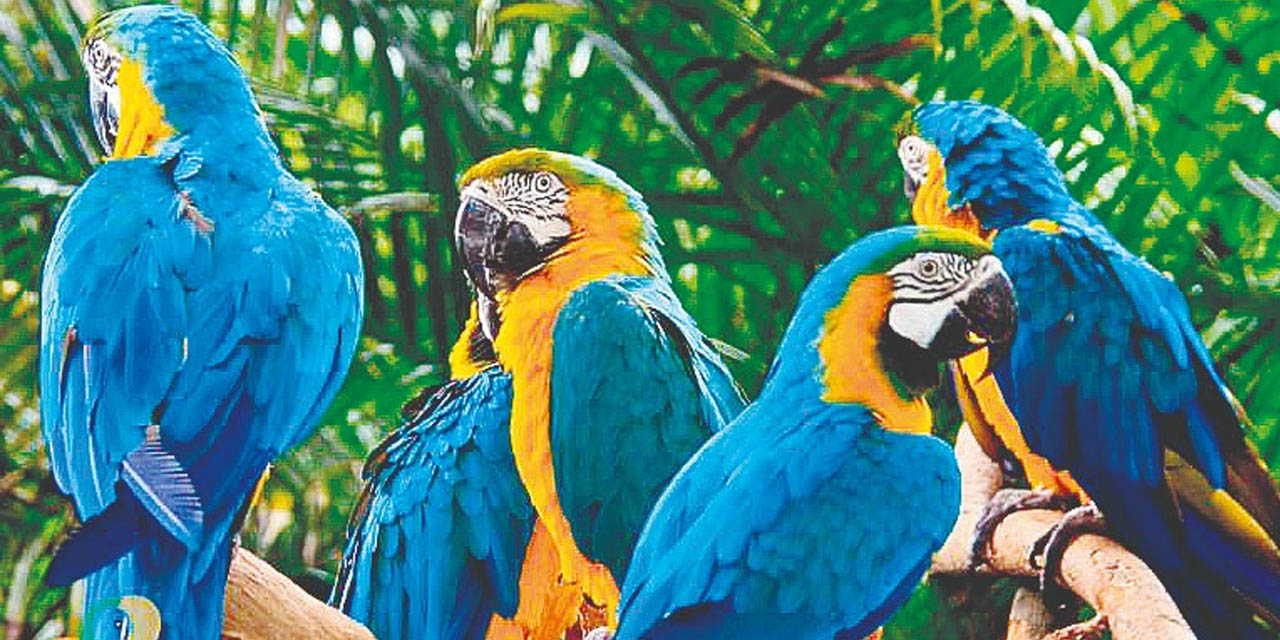 La paraba frente roja (Ara rubrogenys) está en peligro de extinción .  | Foto: RRSS