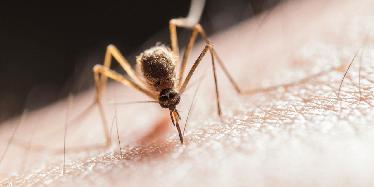 El mosquito Culex, transmisor del oropouche.