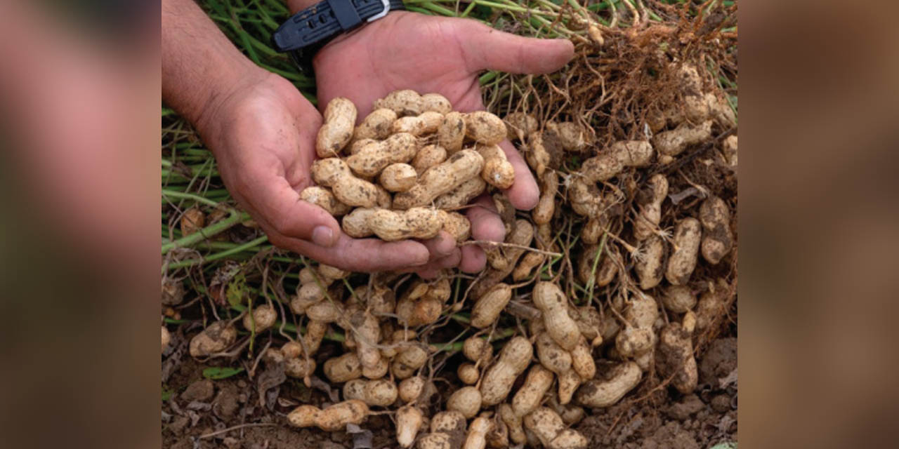 El maní con gran potencial de producción. | Foto: BDP