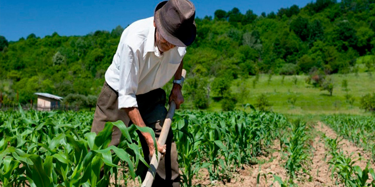 Los créditos del BDP posibilitaron el incremento de los rendimientos agrícolas de entre el 10% y el 25%. Foto: BDP