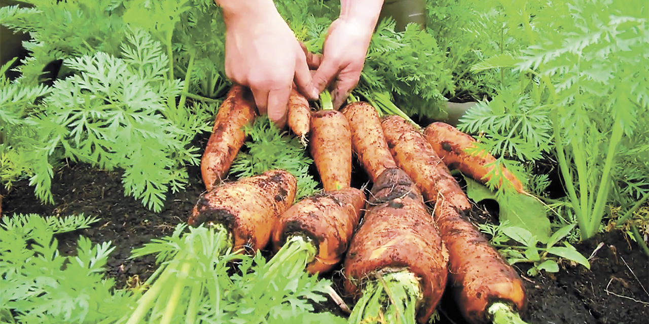 RendimientoAlimenticio14062
