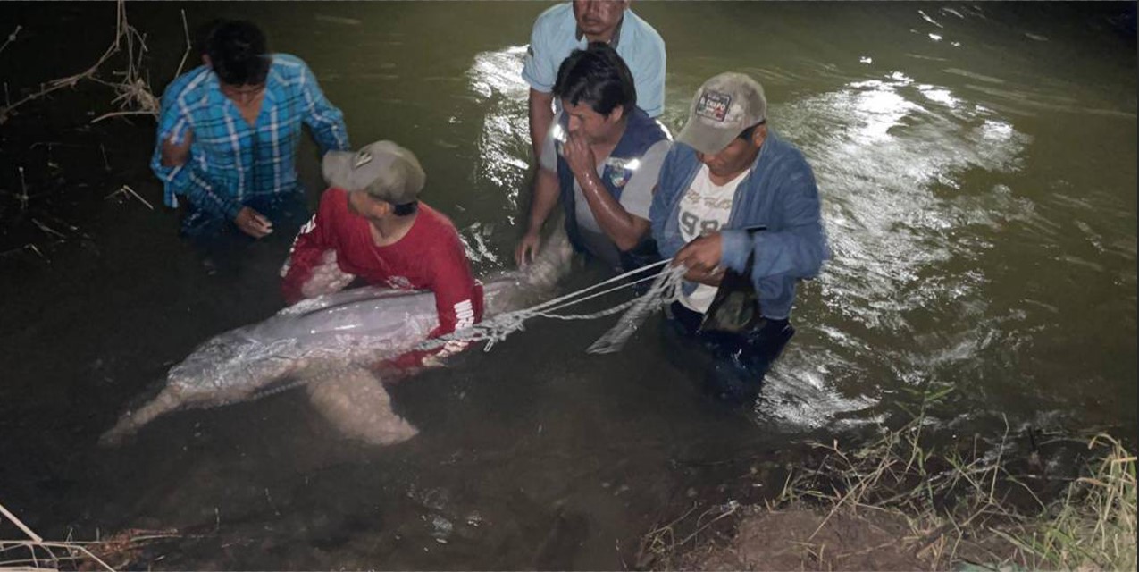 Vecinos de San Carlos con el bufeo herido. Foto Unitel