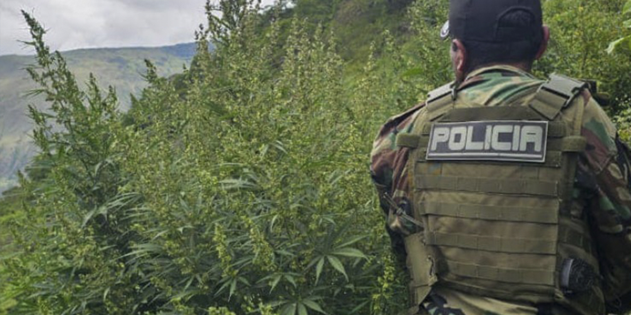 Un efectivo durante las labores de destrucción de plantines de marihuana.